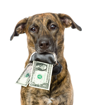 dog with money