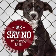 puppy mill