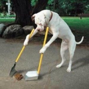 trained dog