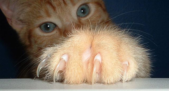catpawing