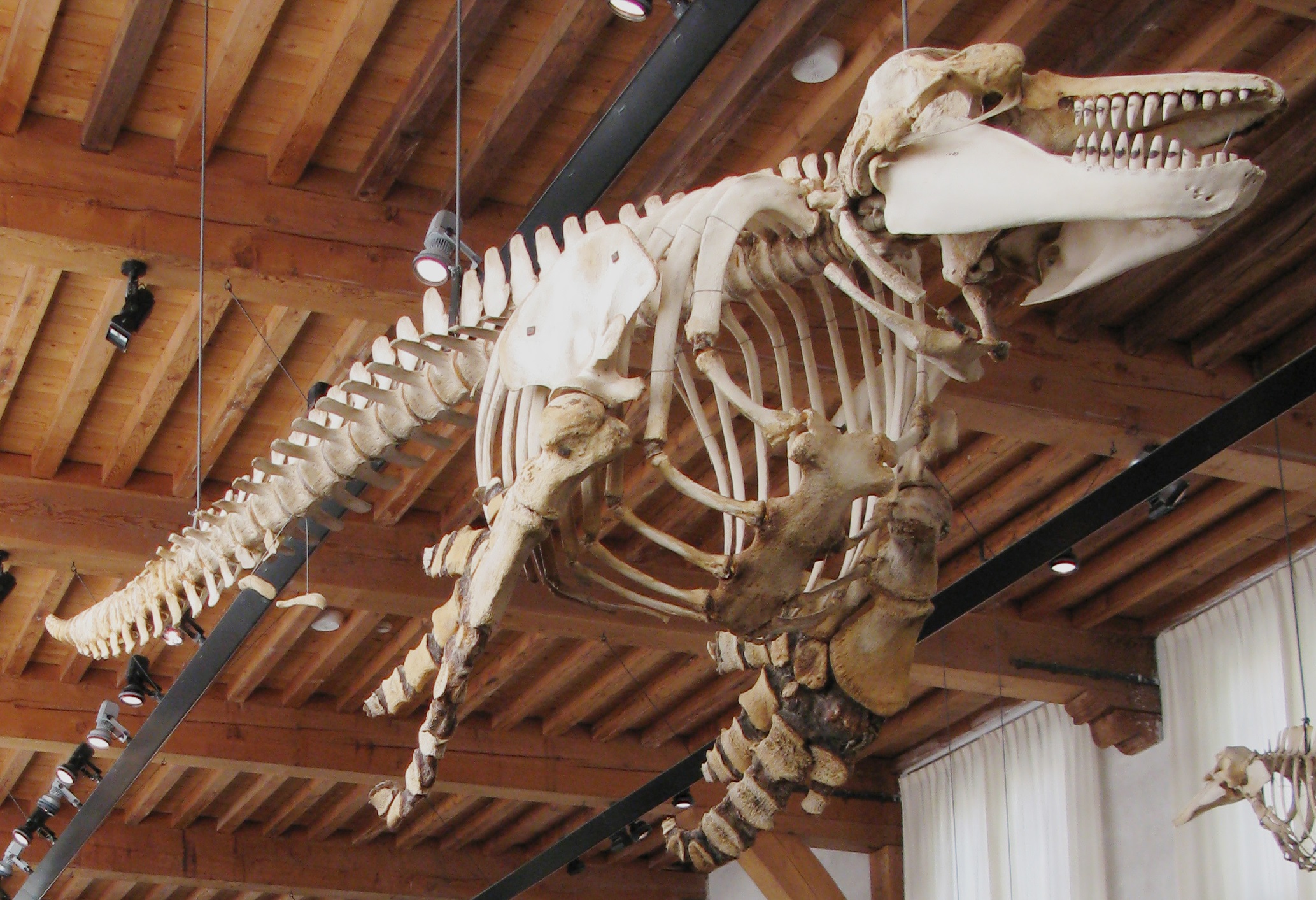 Orca_Skeleton