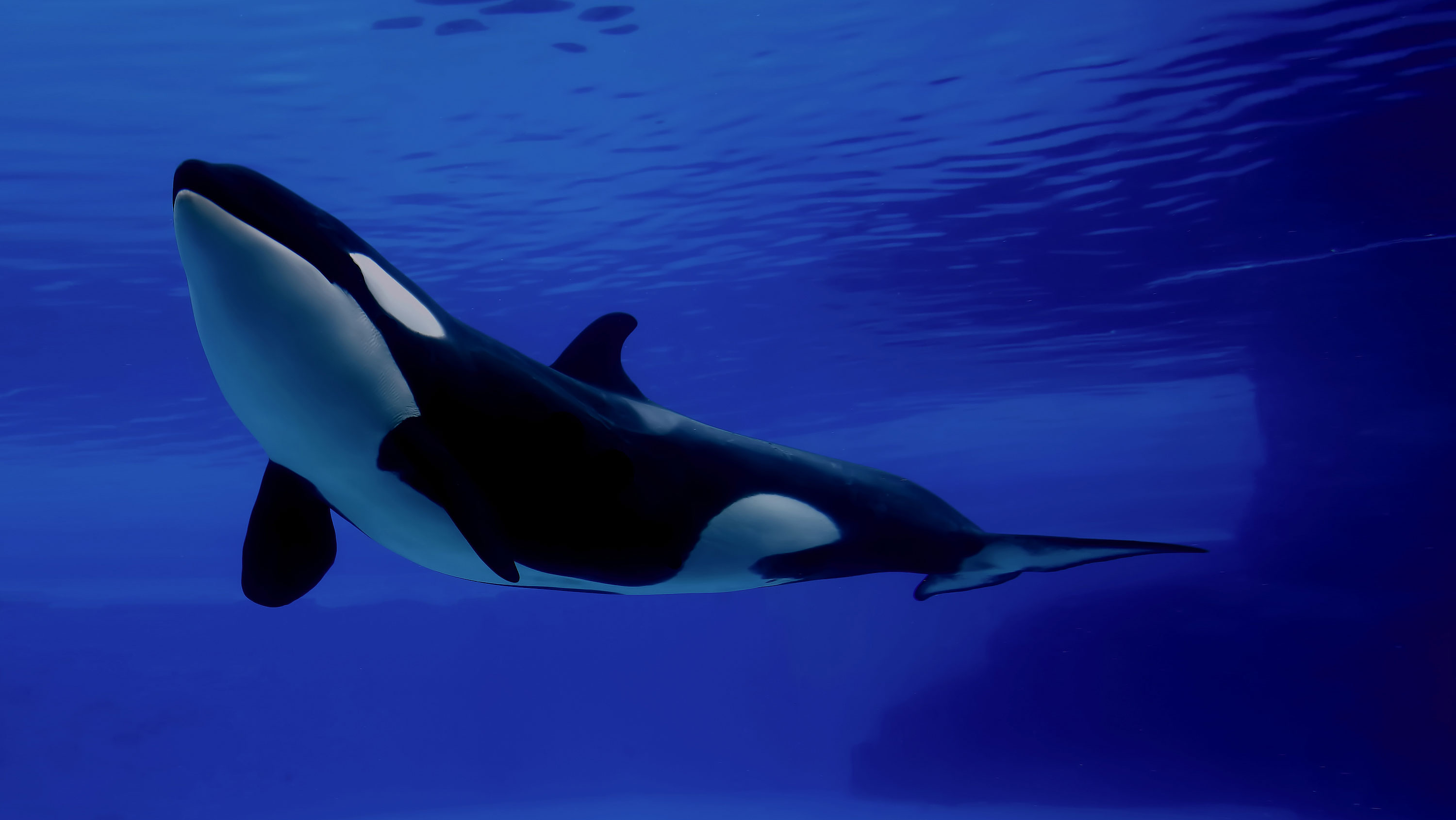 Killer Whale